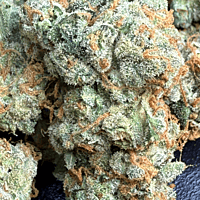 Chem Funk Indoor Hidropónica