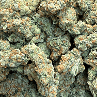 Chem Funk Indoor Hidropónica