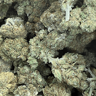 Velvet Gucci indoor Velvet Gucci indoor