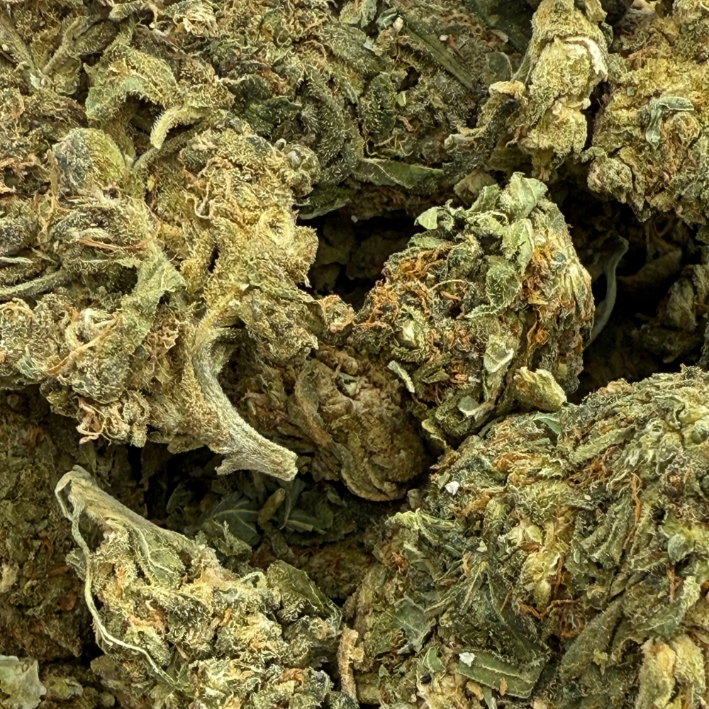 Orange Creamsicle Greenhouse Standard