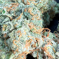 Chem Funk Indoor Hidropónica