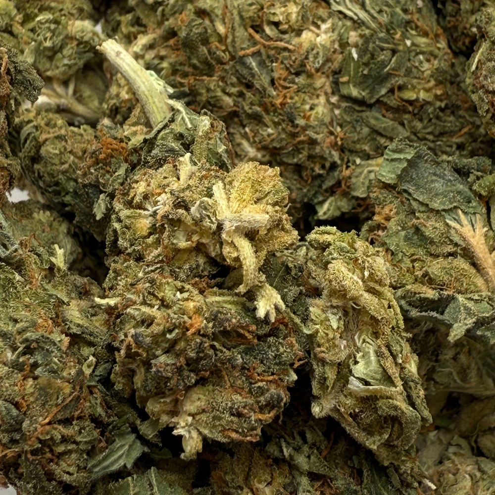 Orange Creamsicle Greenhouse Standard