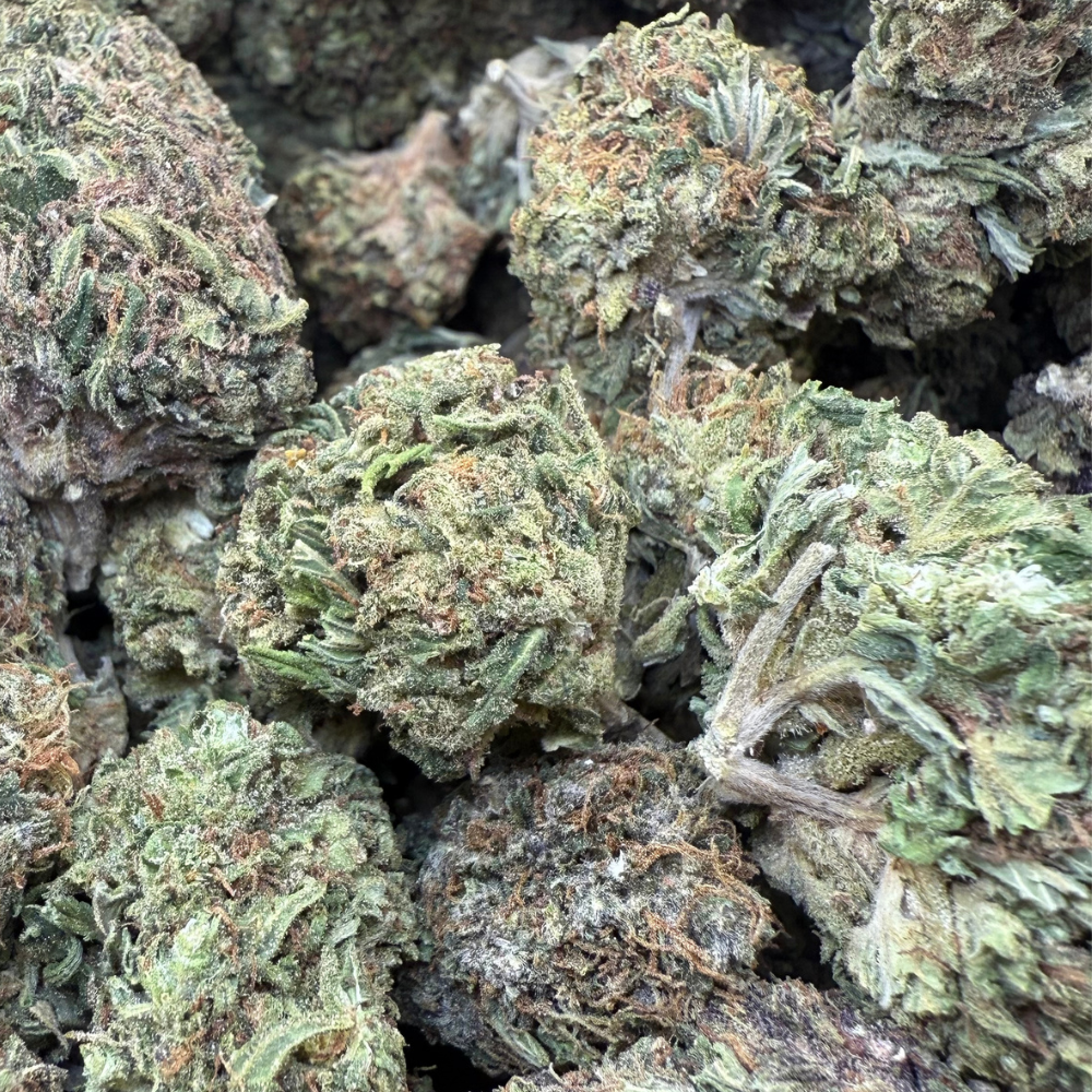 Birthday Cake Greenhouse Regular