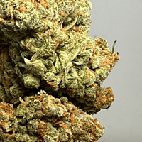 Chem Funk Indoor Hidropónica