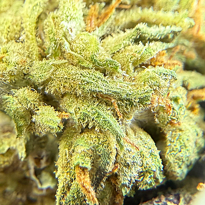 Dos Si Dos Greenhouse Select Dos Si Dos Greenhouse Select