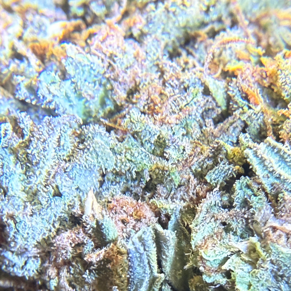 Birthday Cake Greenhouse Regular