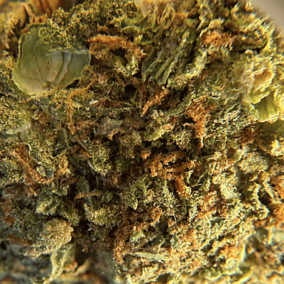 Sour Zkittlez Greenhouse Select