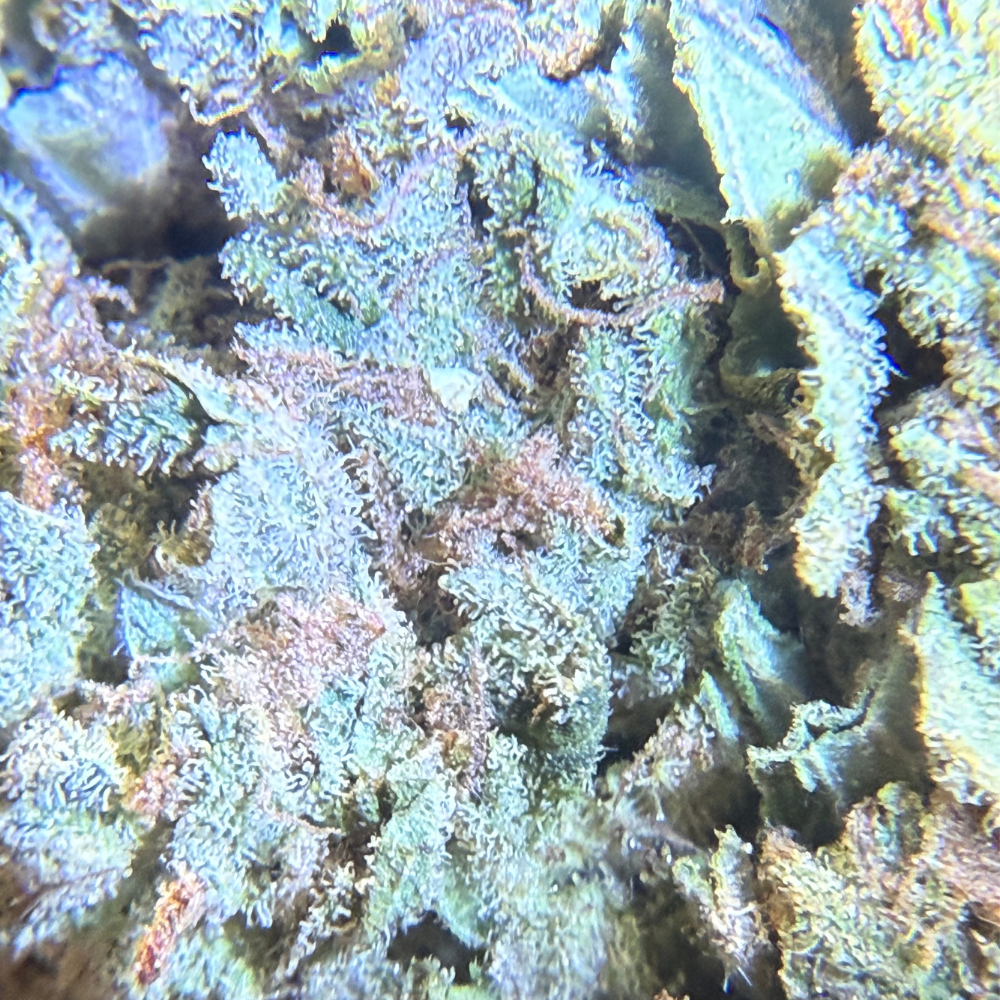 Birthday Cake Greenhouse Regular