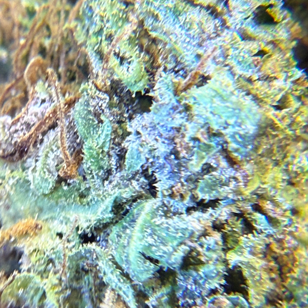 Cherry Pie Greenhouse Exotic