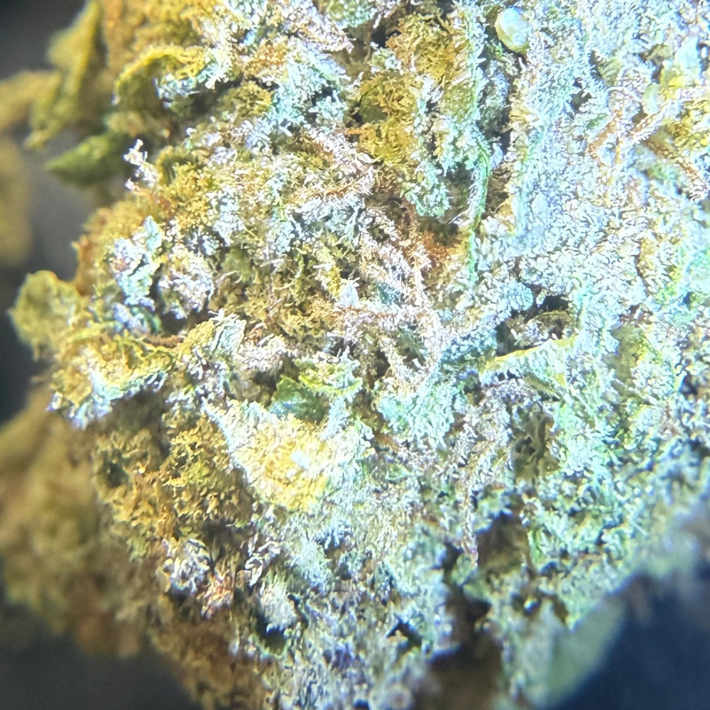 Confetti Greenhouse Standard