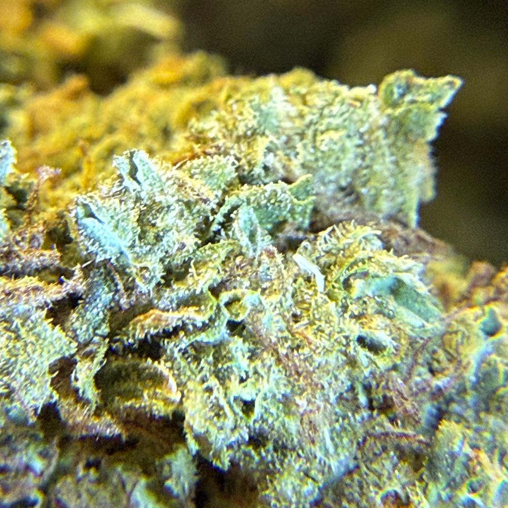 Maui Wowie Greenhouse Standard