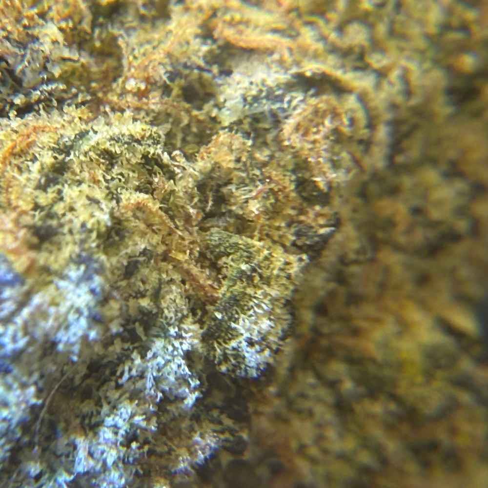 Pink Z Indoor Importada Top Shelf