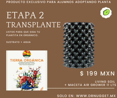 Adopta tu planta. Etapa 2. Transplante