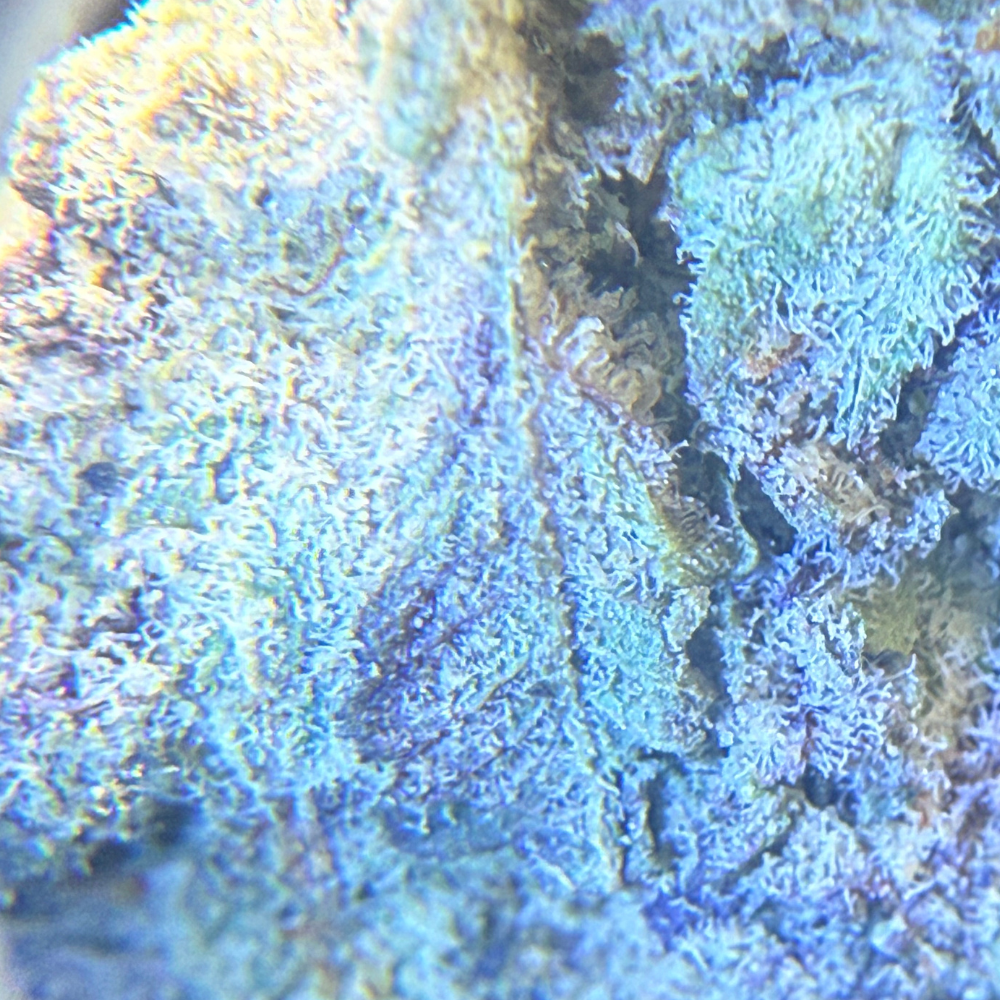 Black Cherry Gelato indoor premium importada