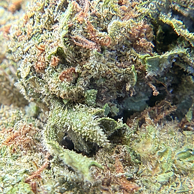 Green Crack Greenhouse Exotic Living Soil