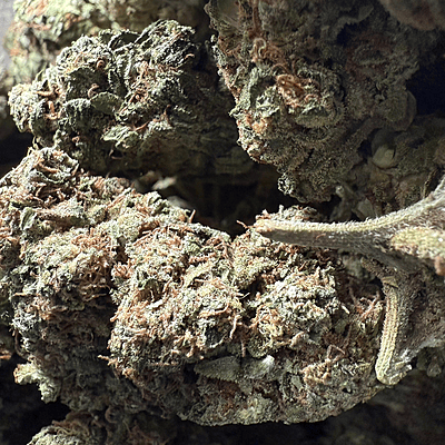 Green Crack Greenhouse Exotic Living Soil