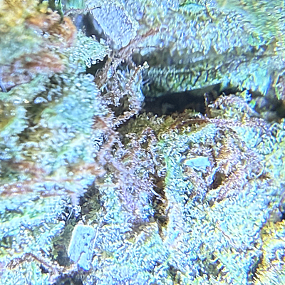 Green Crack Greenhouse Exotic Living Soil