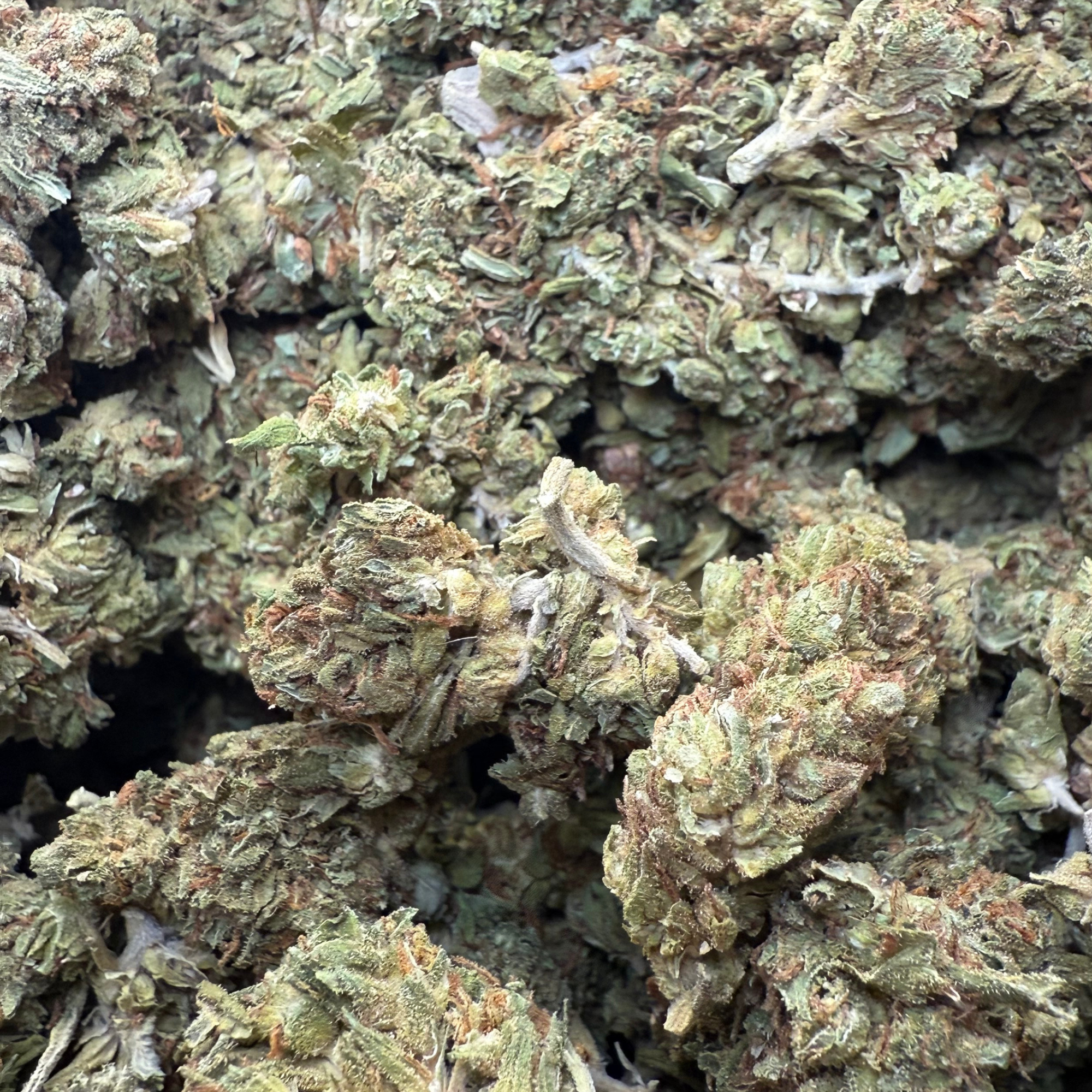 Georgia Peach Greenhouse Standard