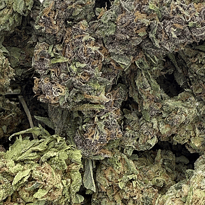 Moby Dick Greenhouse Exotic Orgánica