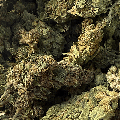 Moby Dick Greenhouse Exotic Orgánica