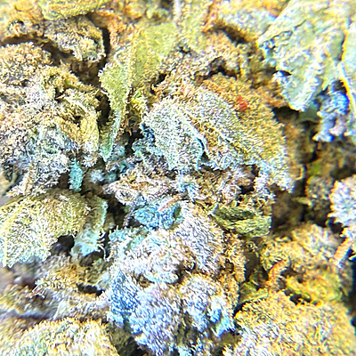 Moby Dick Greenhouse Exotic Orgánica