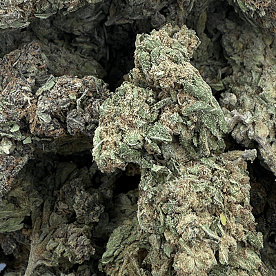 Moby Dick Greenhouse Exotic Orgánica