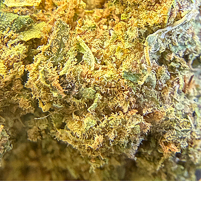 Orange Mintz Indoor Clásica Orange Mintz Indoor Clásica