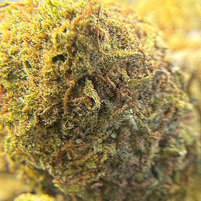 Orange Mintz Indoor Clásica Orange Mintz Indoor Clásica