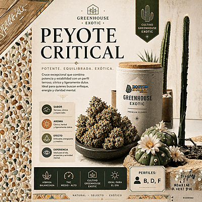 Dr. Nugget Peyote Critical THC Flor