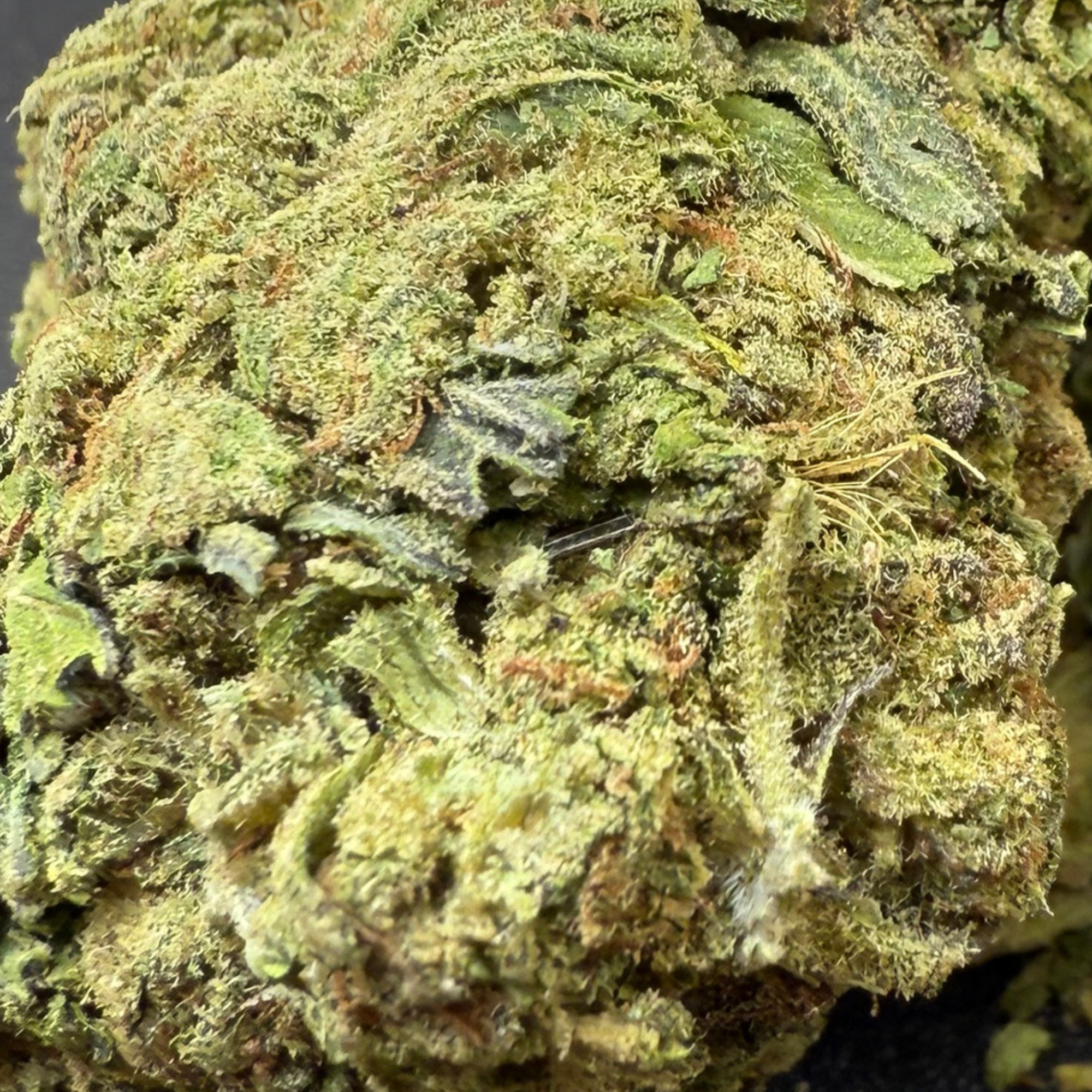 Peyote Critical Greenhouse Exotic