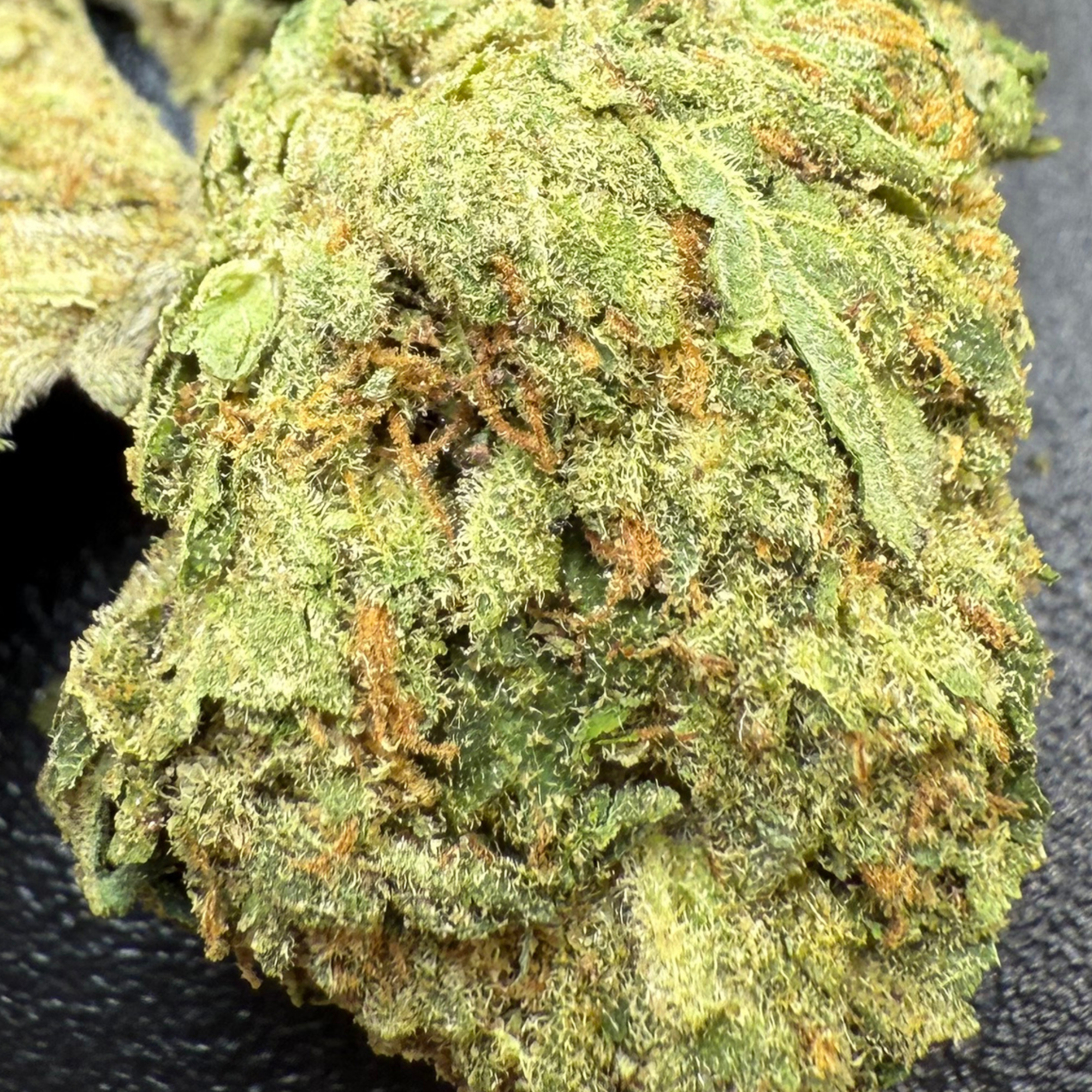 Peyote Critical Greenhouse Exotic