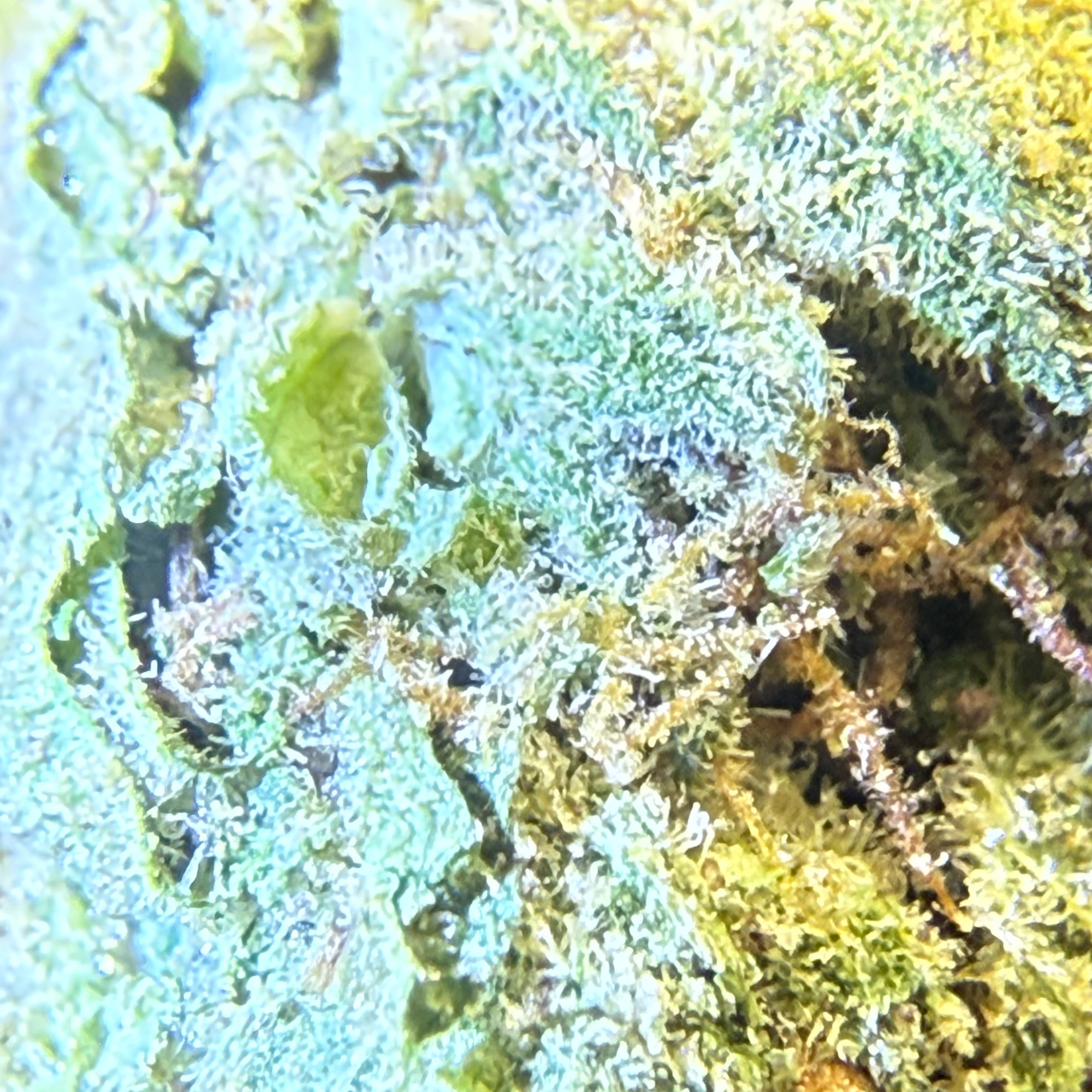 Peyote Critical Greenhouse Exotic