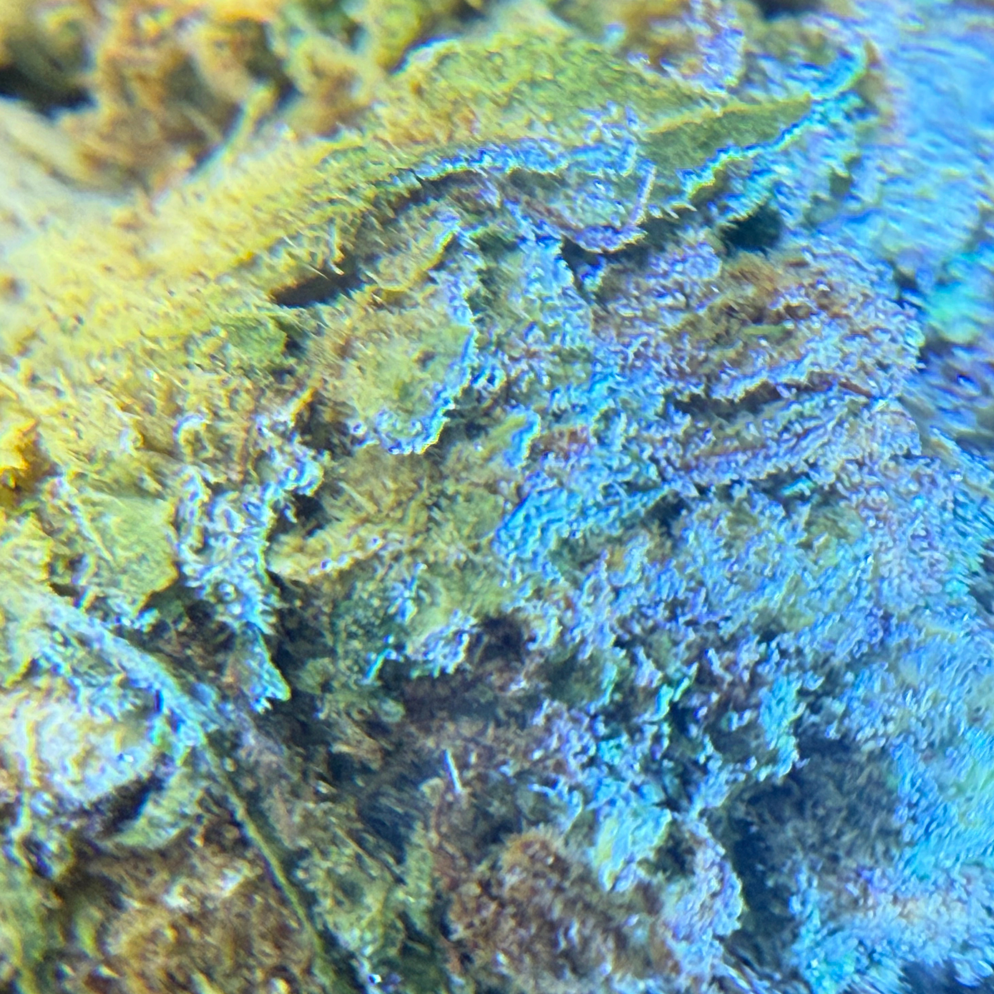 Super Silver Haze Greenhouse Exotic