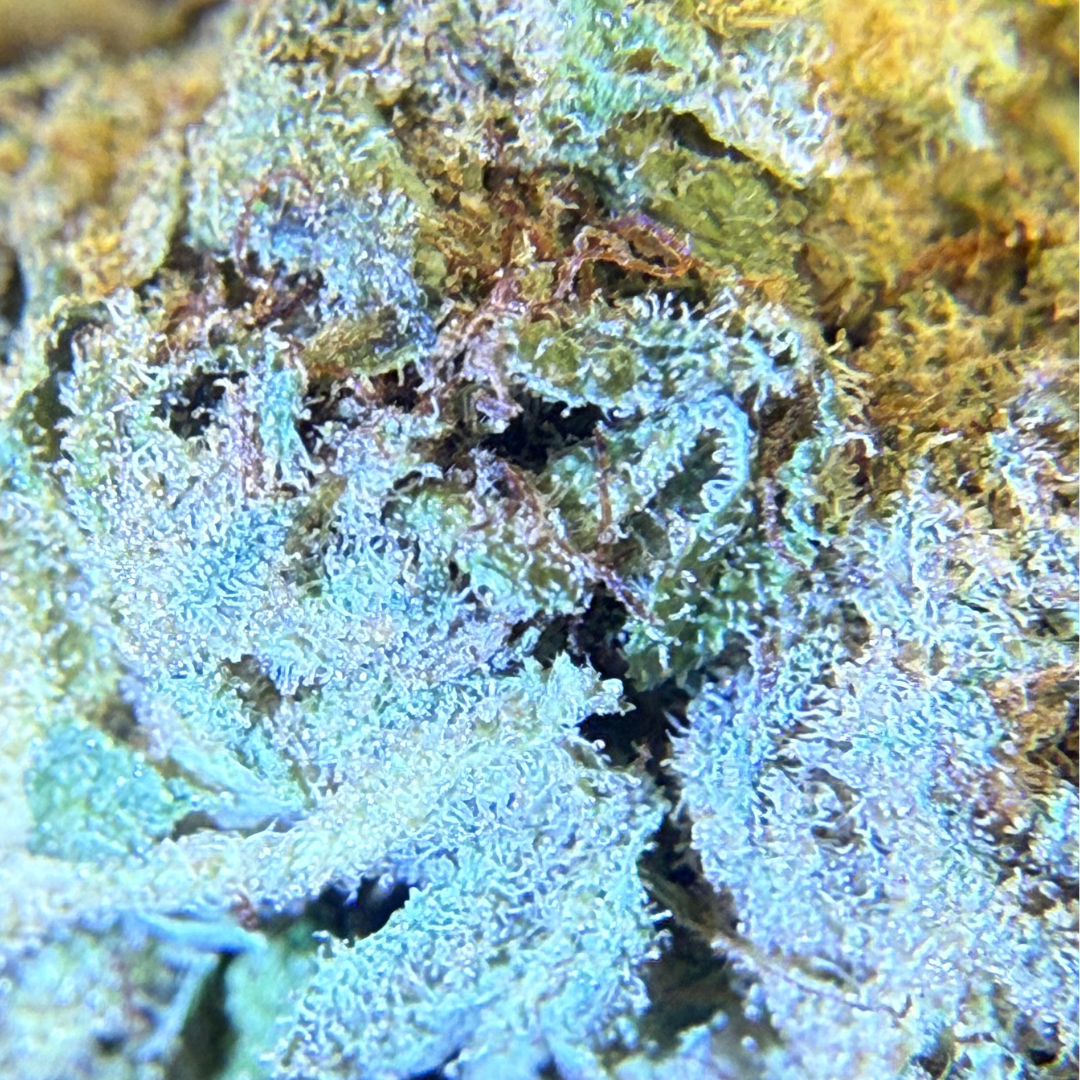 Trainwreck Indoor Básica