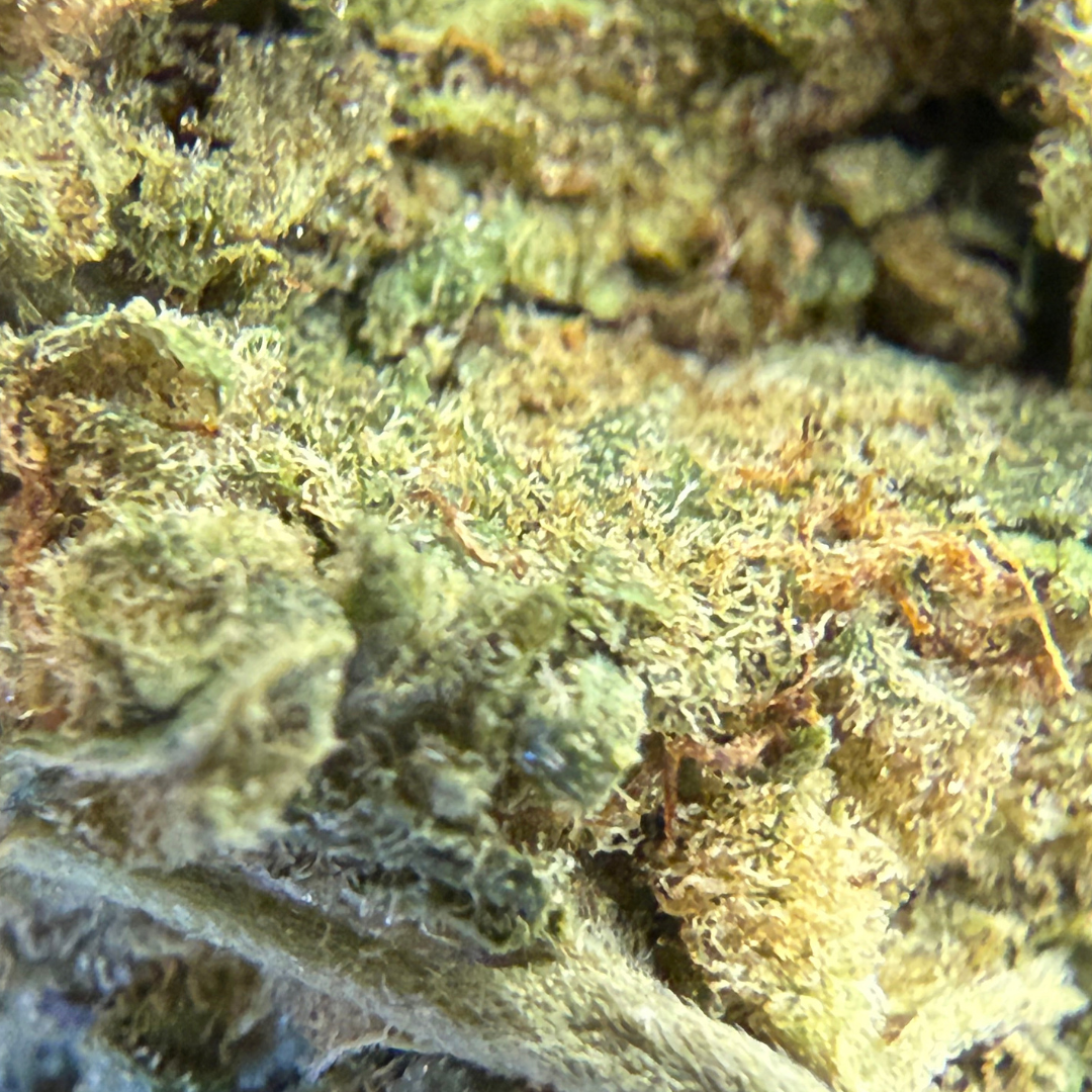 Trainwreck Indoor Básica