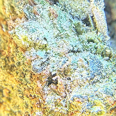 Unicorn Poop Indoor Clásica