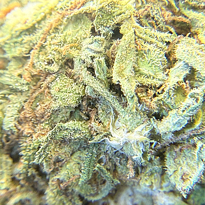 White Diesel Indoor Clásica