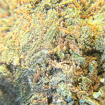 White Diesel Indoor Clásica